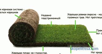 Pelouse en rouleaux, prix de l’herbe roulée, quelle pelouse acheter à Moscou