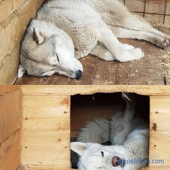 Volière pour huskies: comment faire et où installer