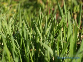 description, caractéristiques, caractéristiques de l'herbe à gazon pour les paresseux